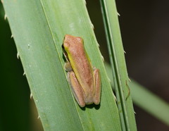 Litoria fallax