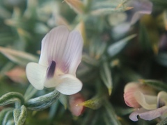 Astragalus kentrophyta