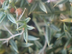 Astragalus kentrophyta