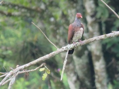 Patagioenas speciosa