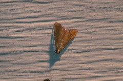 Xanthophysa psychicalis