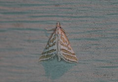 Leptosteges parthenialis