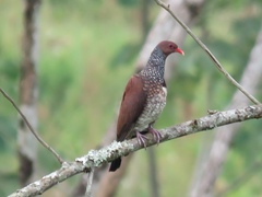 Patagioenas speciosa