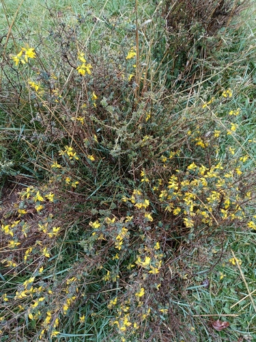 Image of Genista anglica by (c) Diego Rodríguez Hernández, some rights reserved (CC BY)