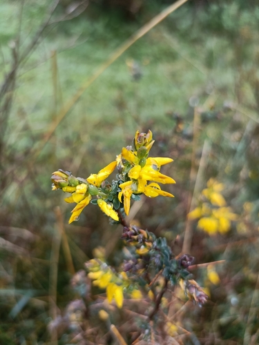 Image of Genista anglica by (c) Diego Rodríguez Hernández, some rights reserved (CC BY)