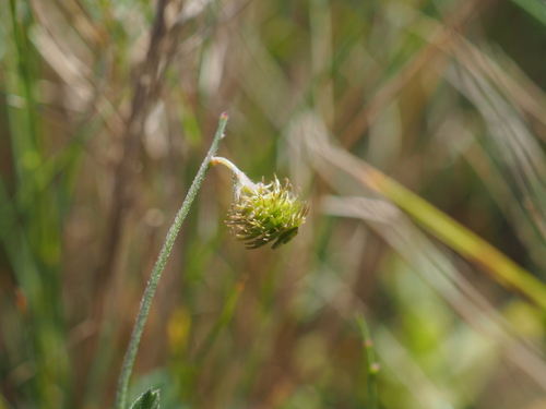 Disk Medick (Medicago disciformis)