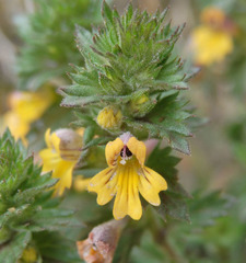 Euphrasia hirtella
