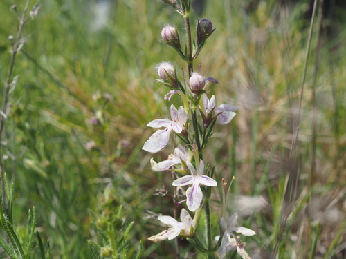 Image of Teucrium pseudochamaepitys by (c) Augustin Soulard, some rights reserved (CC BY)
