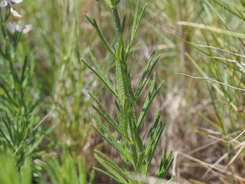 Image of Teucrium pseudochamaepitys by (c) Augustin Soulard, some rights reserved (CC BY)