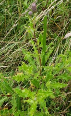 Cirsium pumilum
