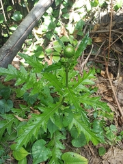 (c) Eric Toro Delgado, some rights reserved (CC BY) Cirsium brevicaule, photograph (c) Eric Toro Delgado, some rights reserved (CC BY)