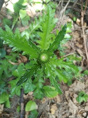 (c) Eric Toro Delgado, some rights reserved (CC BY) Cirsium brevicaule, photograph (c) Eric Toro Delgado, some rights reserved (CC BY)