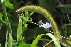 Setaria viridis major