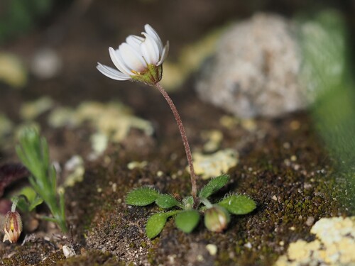 Image of Bellis annua by (c) Louis Aureglia, some rights reserved (CC BY)
