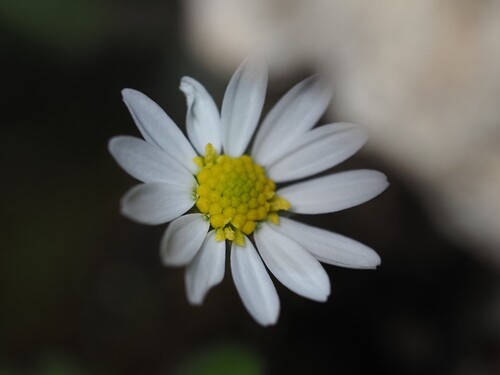 Image of Bellis annua by (c) Louis Aureglia, some rights reserved (CC BY)