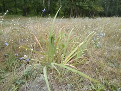 Iris halophila