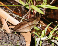 Yoma sabina