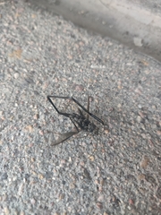 Pelecinus polyturator