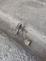 Pelecinus polyturator