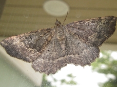 Xerodes rufescentaria