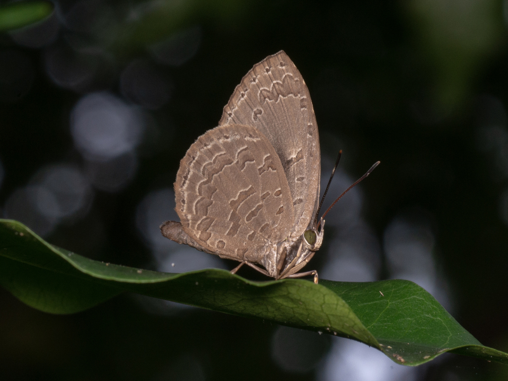 Miletus leos