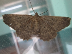 Xerodes rufescentaria
