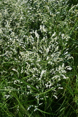 Polygonum arenarium