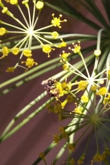 Halictidae