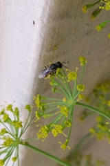 Halictidae