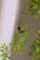 Halictidae
