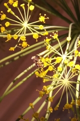 Halictidae