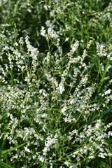 Polygonum arenarium