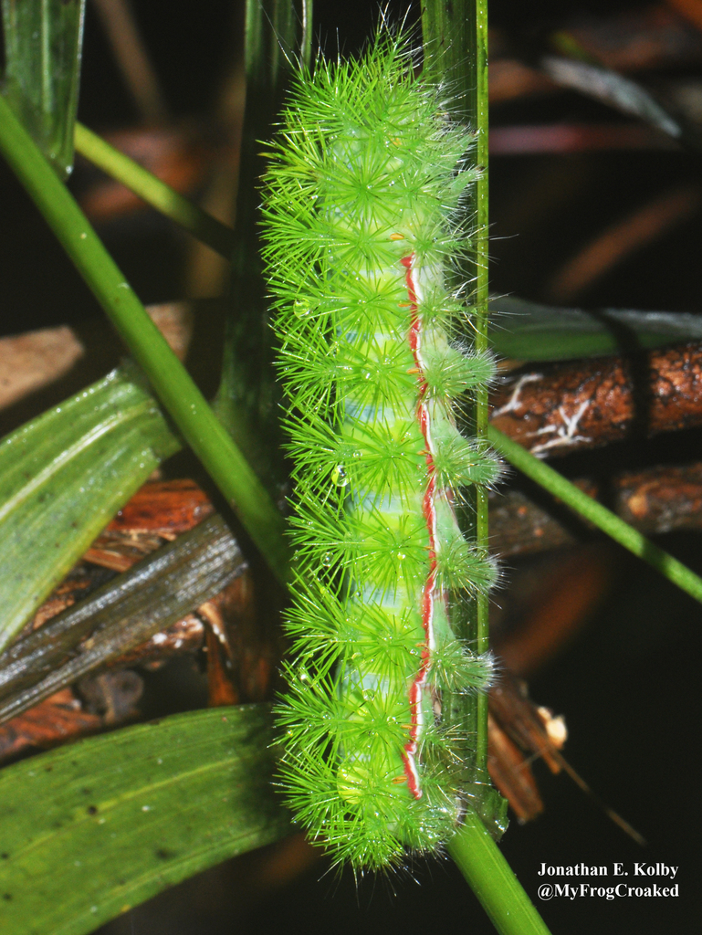 Automeris montezuma