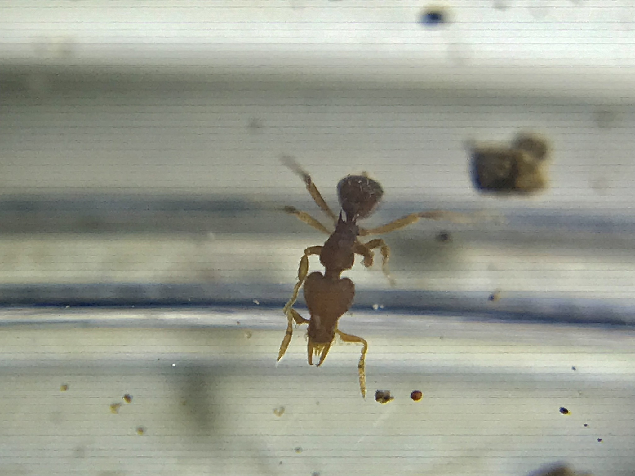 Strumigenys crassicornis