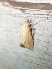 Microtheoris ophionalis