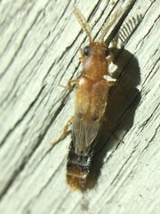 Distremocephalus texanus