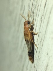 Distremocephalus texanus