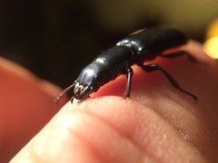 Temnoscheila virescens