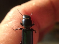 Temnoscheila virescens