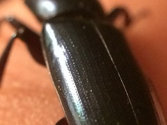 Temnoscheila virescens