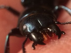 Temnoscheila virescens