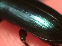 Temnoscheila virescens