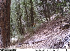 Sciurus nayaritensis apache