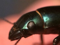 Temnoscheila virescens