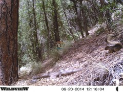 Sciurus nayaritensis apache