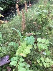 Sanguisorba