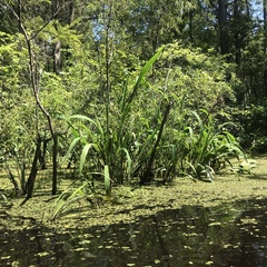 Zizaniopsis miliacea