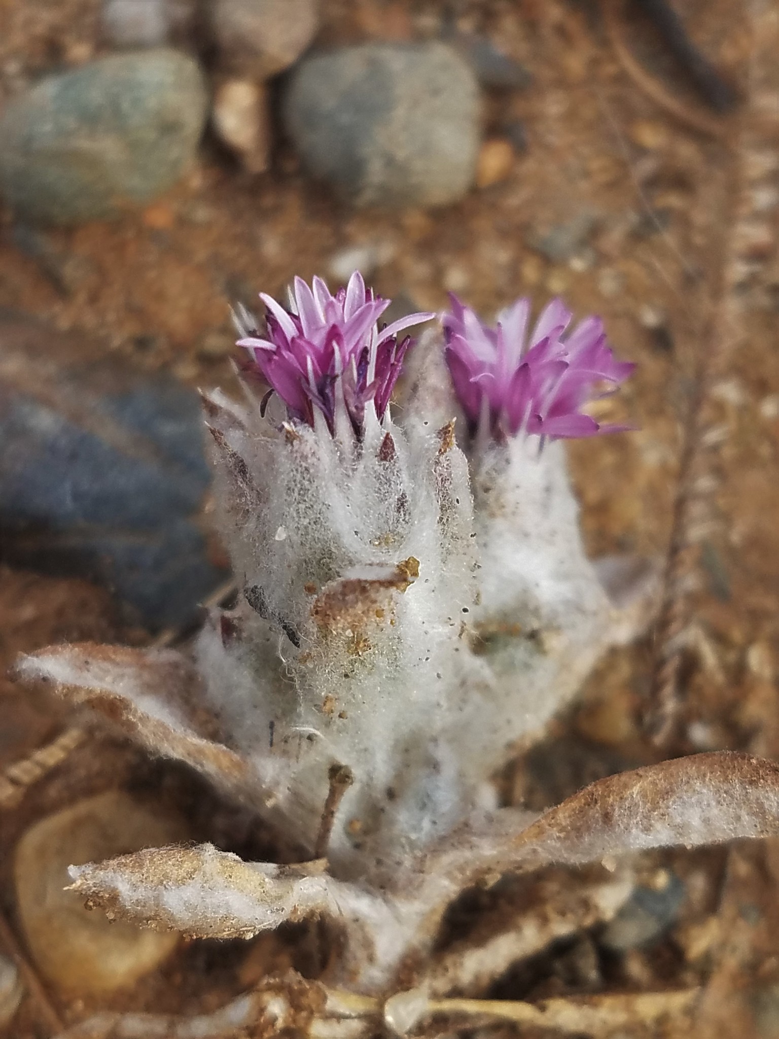 Lessingia nana