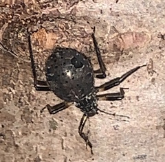 Cinara confinis