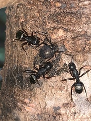 Cinara confinis